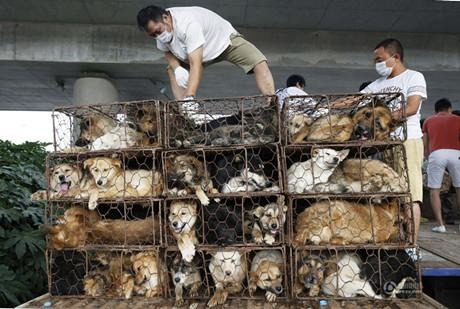 攔車救狗者以運狗人須具備「出縣境動物檢疫合格證明」和「免疫合格證」為由，打擊狗販，但「聚眾滋事」在中國為違法行為，可能被處以數年有期徒刑。　取自網路