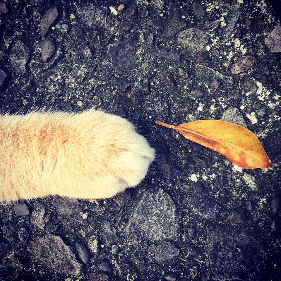 貓膩公會以大橘子案為契機舉辦的演唱宣導會,後續將擴大推動修法、幫助全台的受虐動物。 取自【悼念大橘//守護毛小孩】演唱&宣導會活動頁