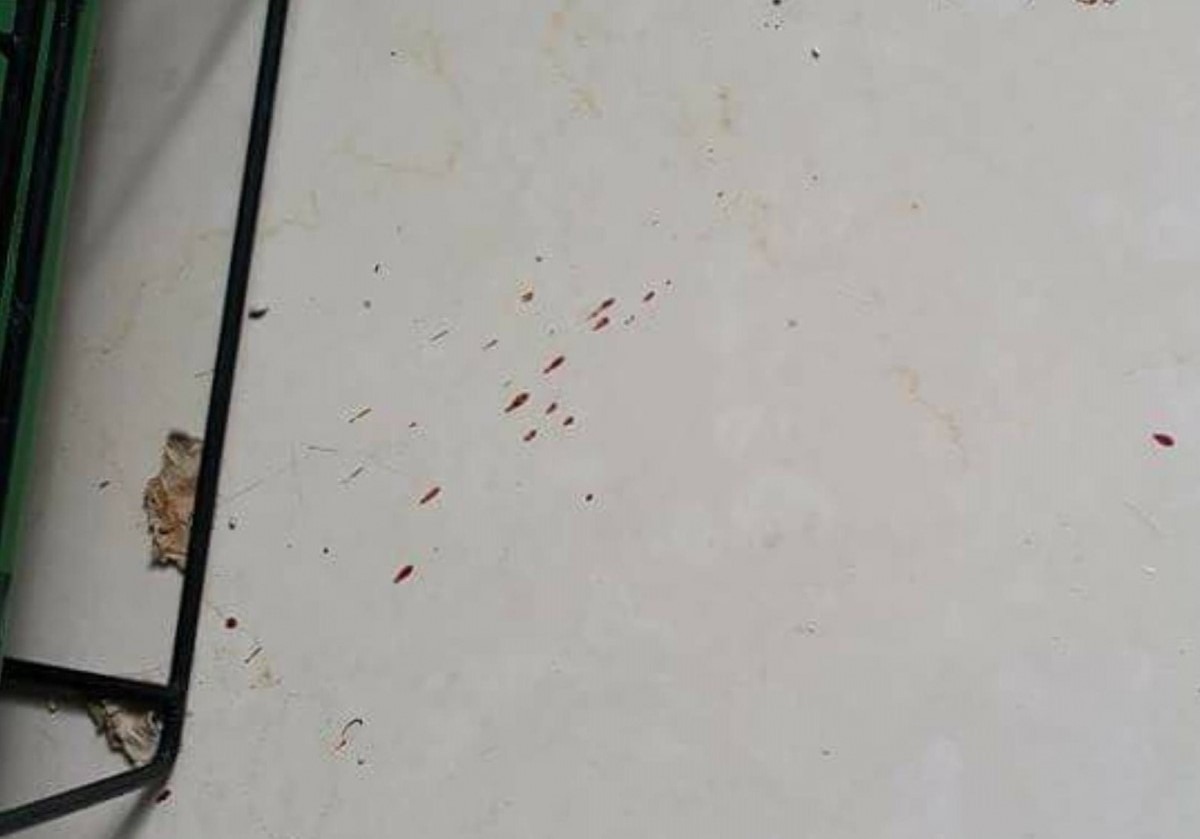 發生疑似重擊致死的虐待動物案件時,民眾可以尋找現場是否有血跡並拍攝特寫照作為證據。 台灣動物新聞網資料照(嘉義鄞生虐貓案,Vicky/提供)