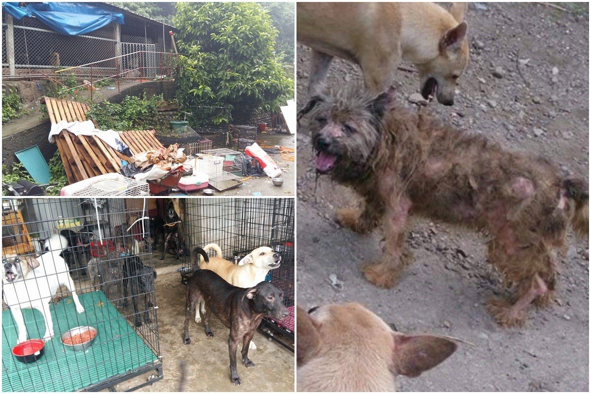 狗園內環境不佳，狗兒也未進行妥善醫療照顧。　雲林縣動植物防疫所/提供