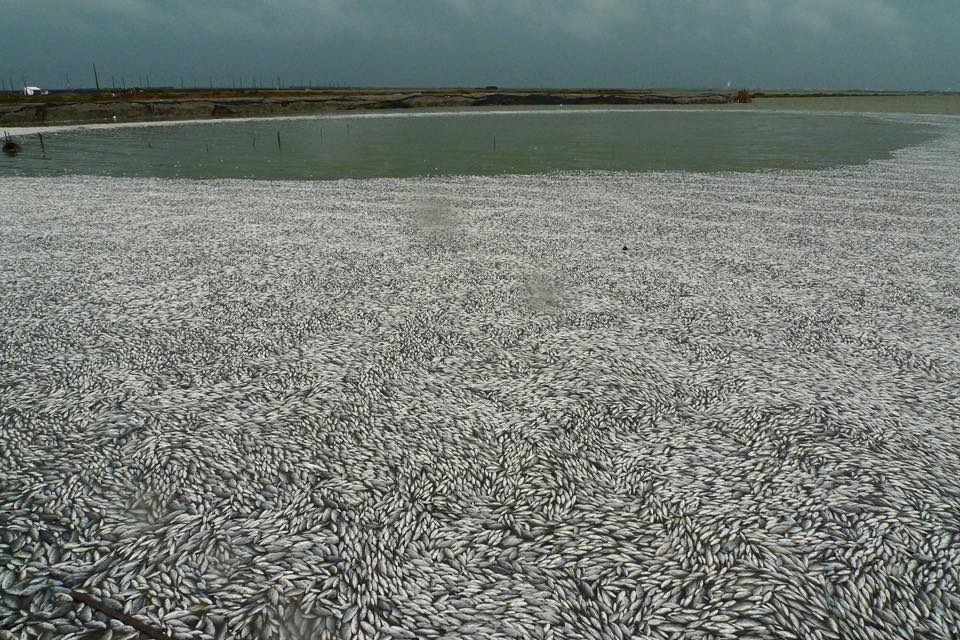 一月下旬的霸王寒流造成大量養殖魚死亡。　取自陳添寶臉書