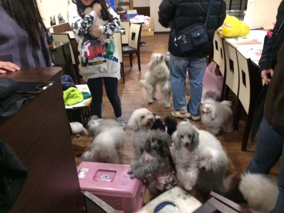 火災現場被救出的狗兒都是品種犬。　台灣動物新聞網資料照(PTT網友備份)