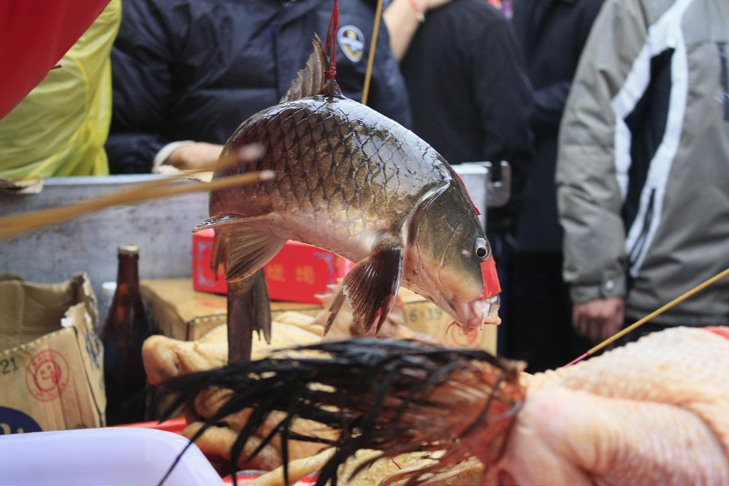 魚也是脊椎動物，受到《動物保護法》保護，吊掛活魚明顯違反《動物保護法》。　取自台灣動物社會研究會