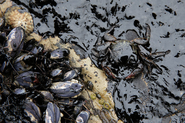 被油汙覆蓋的貝類和螃蟹難以計數。　取自Gizmodo