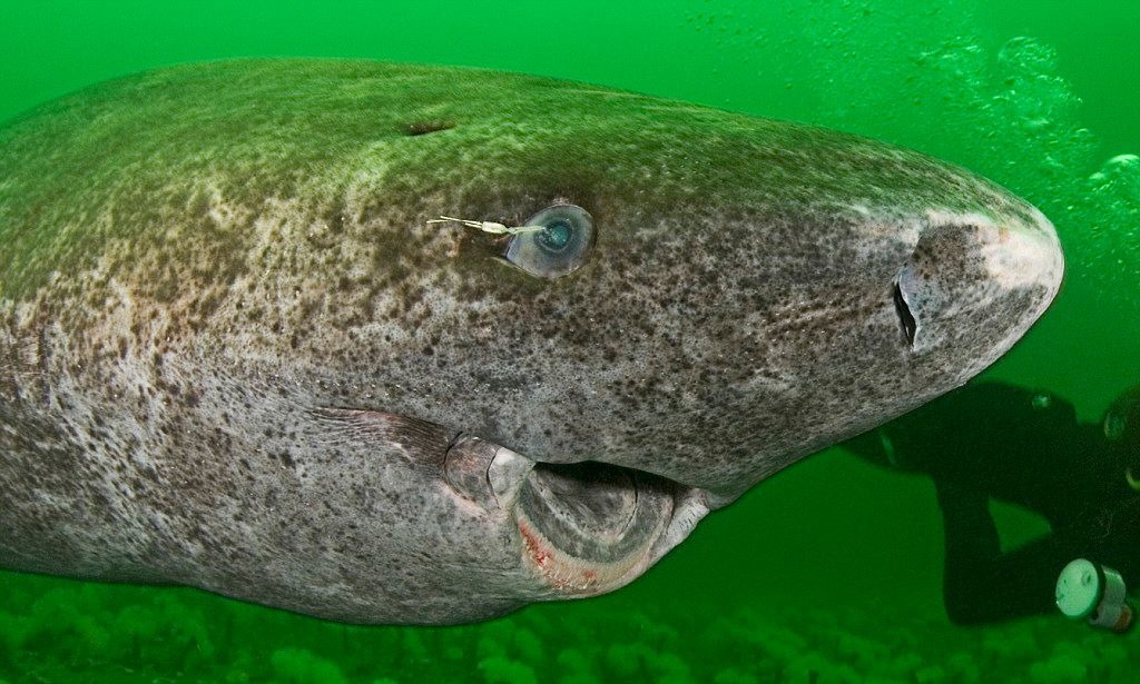 圖為一隻在北極圈海域悠游的格陵蘭鯊。根據丹麥哥本哈根大學海洋生物學家尼爾森的研究，牠們可以活到 400多歲。　取自The Incredible World臉書專頁