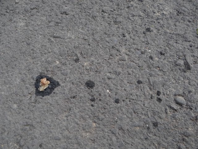 疑似被貓狗咀嚼又吐出的毒物。　陳靜芳/提供