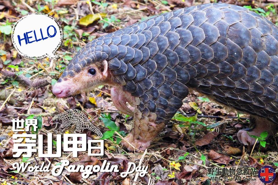 分布於台灣的穿山甲為中華穿山甲的亞種。　取自野生動物急救站臉書