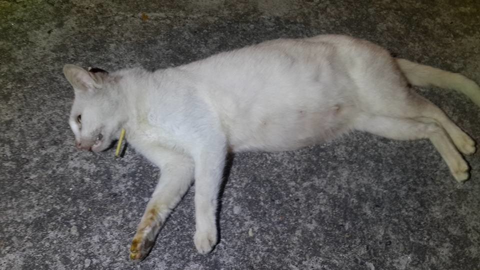 白貓懷有身孕，肚內的兩隻小貓也隨著媽媽死亡。　張志榮/提供