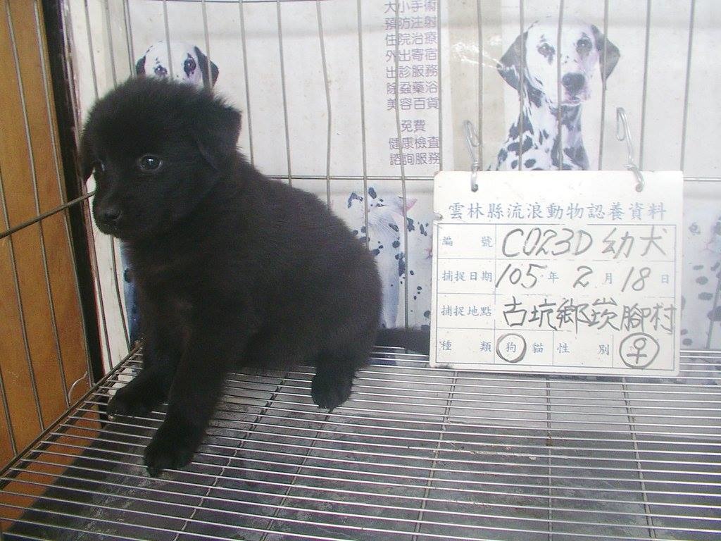 雲林縣內沒有公立收容所，以委託動物醫院的方式收容流浪動物。　取自「雲林縣流浪動物認養公告 – Unofficial」專頁
