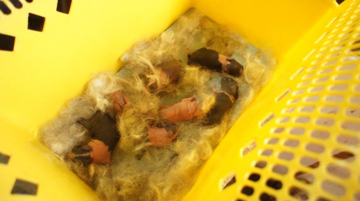 未開眼動物由愛兔協會帶回照顧。　取自愛兔協會臉書