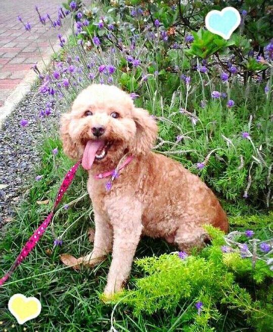 圈圈有膽小、容易焦慮、對聲音敏感等社會化不足的狀況，還會仇視自己的小屁屁，不停追著它繞圈圈跑，但也逐漸地在進步。　取自林佳龍臉書