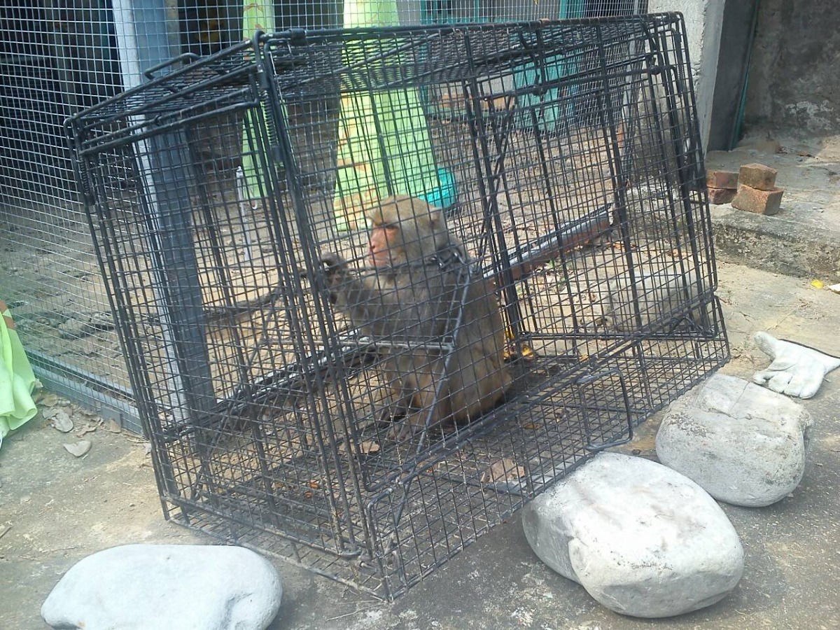 獼猴被食物引誘，成功落網。 苗栗縣農業處自然生態保育科/提供