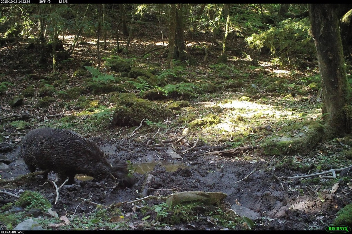 野豬愉快的洗著泥浴，在這人煙罕至的原始森林中，動物安心的生活著，但對於活動範圍大的物種（如台灣黑熊），單一的保護區無法化解牠們所面臨的威脅。　取自台灣黑熊保育協會臉書