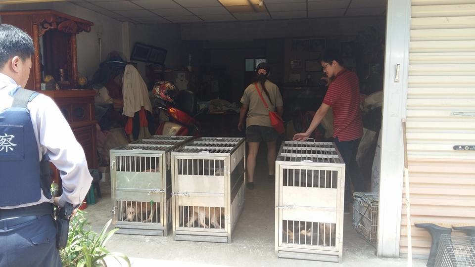 桃園市動物保護處與動保人士徐婕6日在一民宅發現民眾私自繁殖販賣各類品種犬。　翻攝「徐婕姐」臉書