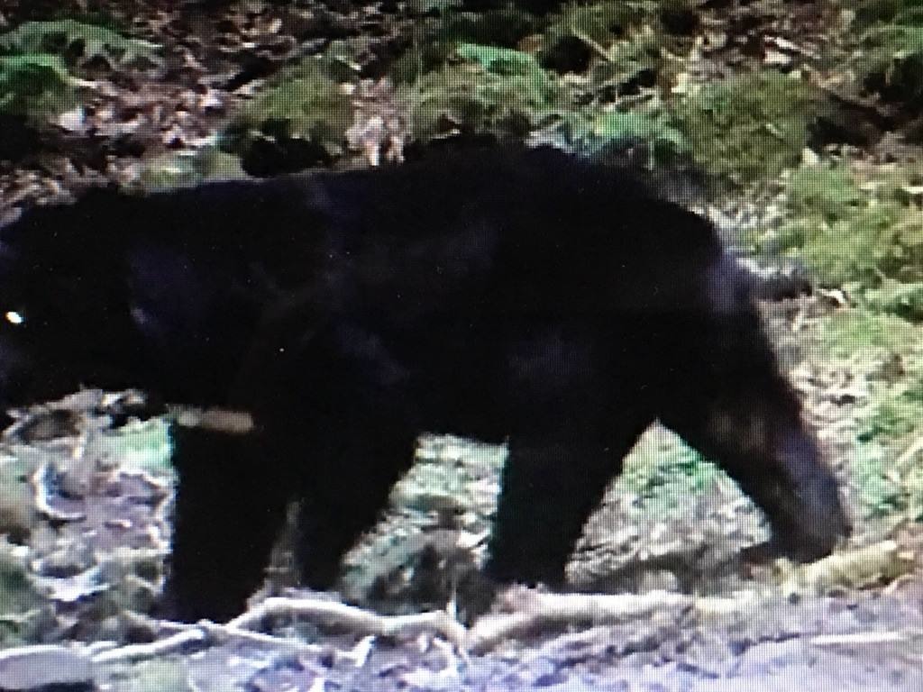 自動照相機照到的台灣黑熊沒有左前掌。　取自台灣黑熊保育協會臉書