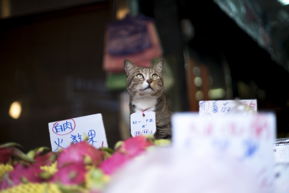 什麼？你問我在顧店還是在看天氣？其實......我是聞到隔壁攤的烤雞香拉（流口水）