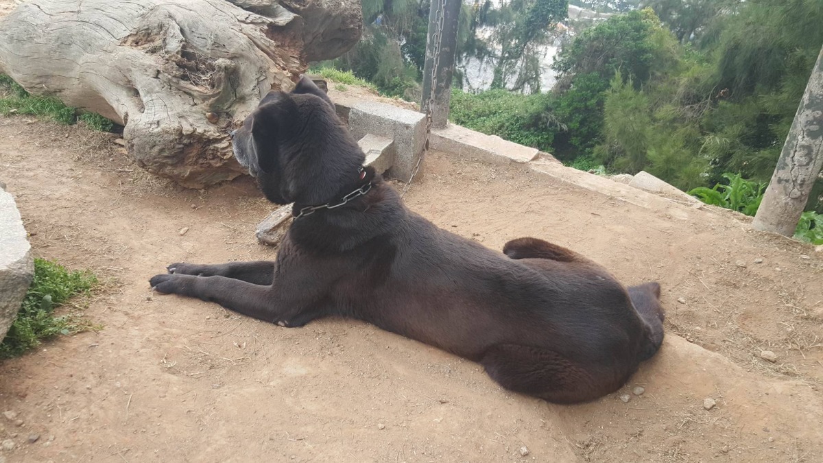 已有即將退役的士兵表明會領養大黑。 林鈺棚/提供