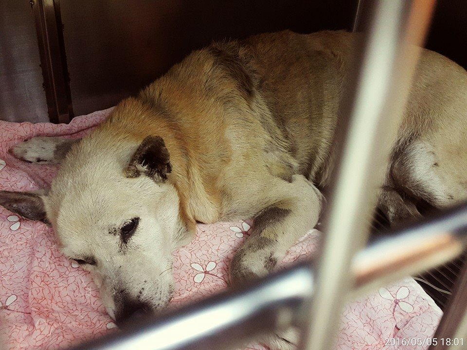 小黃上週還不太願意進食，不過這週已經恢復食慾。　取自「小黃與小花」專頁