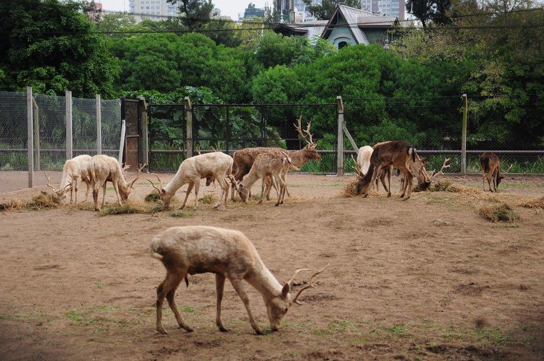 動物園也扮演著延續動物順利繁衍的角色。　取自Jardín Zoológico de la Ciudad de Buenos Aires