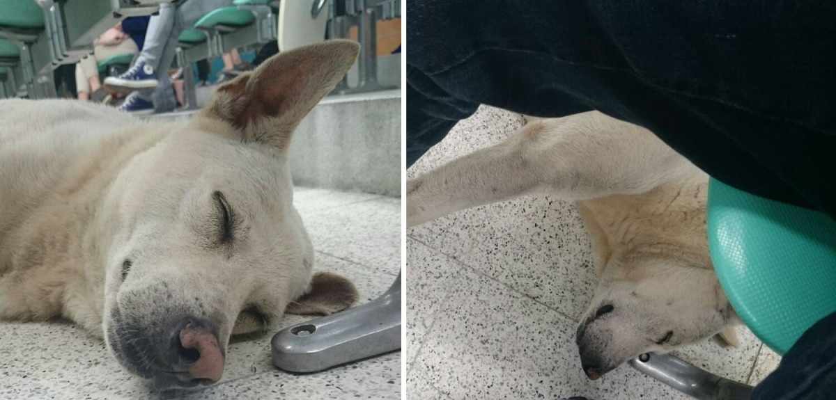 政大的校園流浪狗「白白」在學生腳下呼呼大睡。 柯智仁/提供