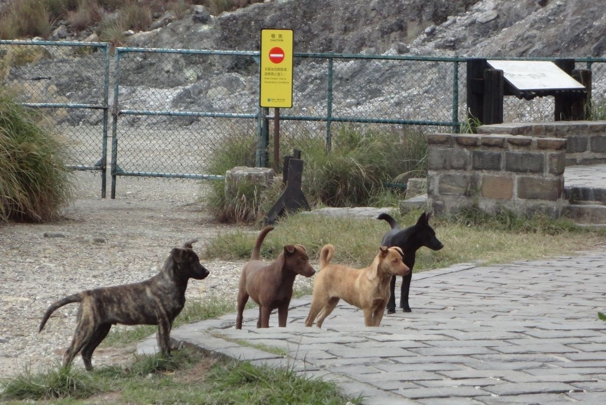 TNVR涉及野生動物保育、公共衛生、交通安全等多方議題，並非只與流浪動物有關。　台灣動物新聞網資料照(陽管處/提供)