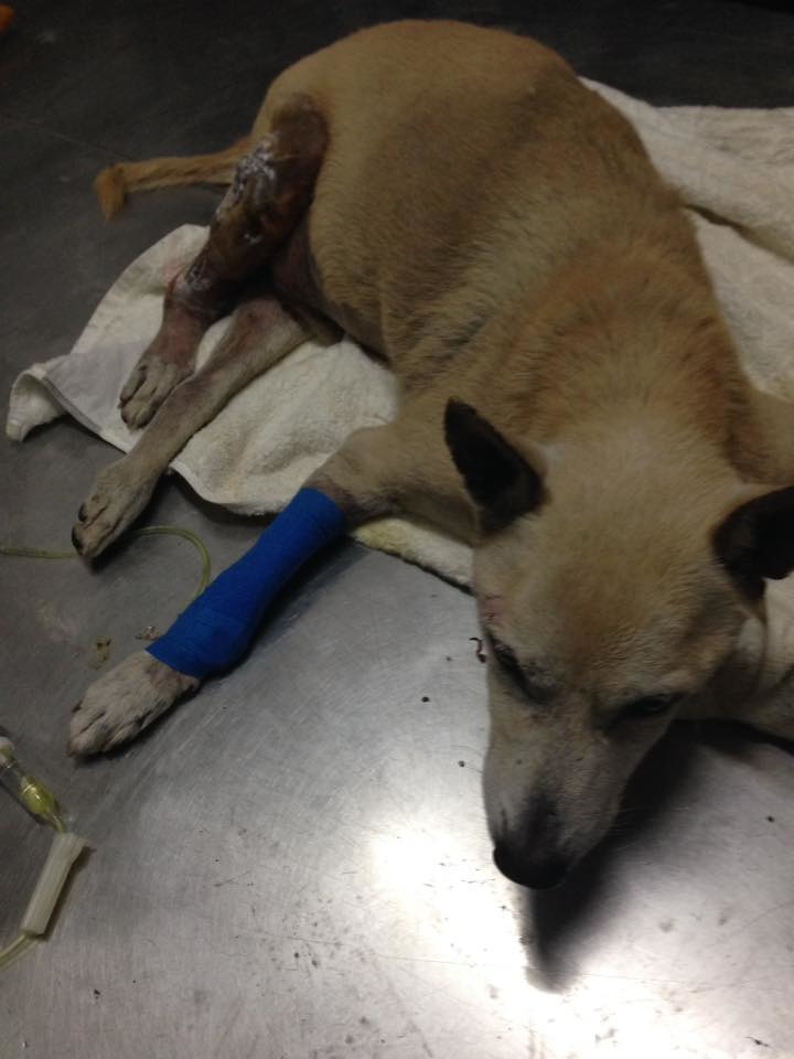 小黃目前正在新北市動保處的毛寶貝醫療中心治療。　取自「小黃與小花」專頁