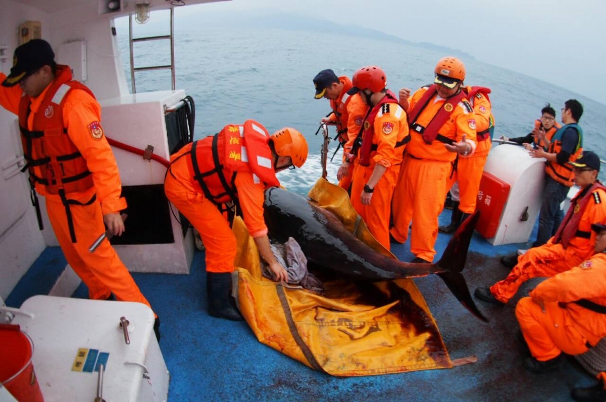 艦艇開至水深超過100公尺外海停船，將侏儒抹香鯨野放（紅色液體為銹色便）　新北市動保處/提供