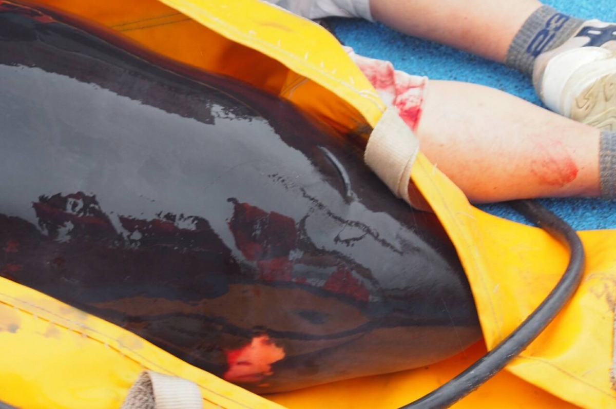 侏儒抹香鯨活力及健康情形良好，僅有些微擦傷。　新北市動保處/提供