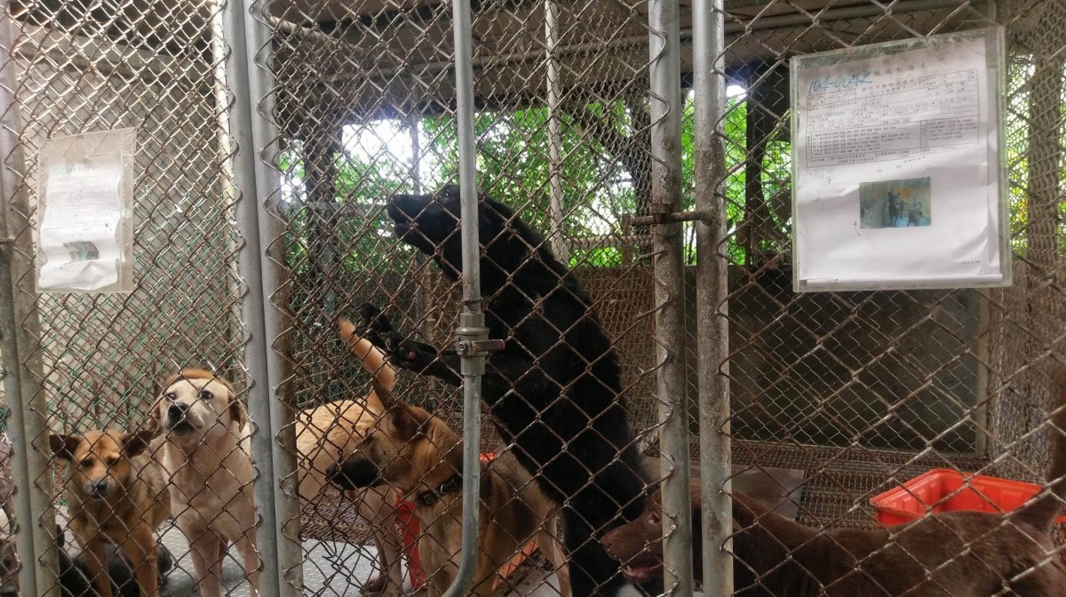 全台33間公立收容所約有250位工作人員，但有75%集中在六都。　台灣動物新聞網資料照