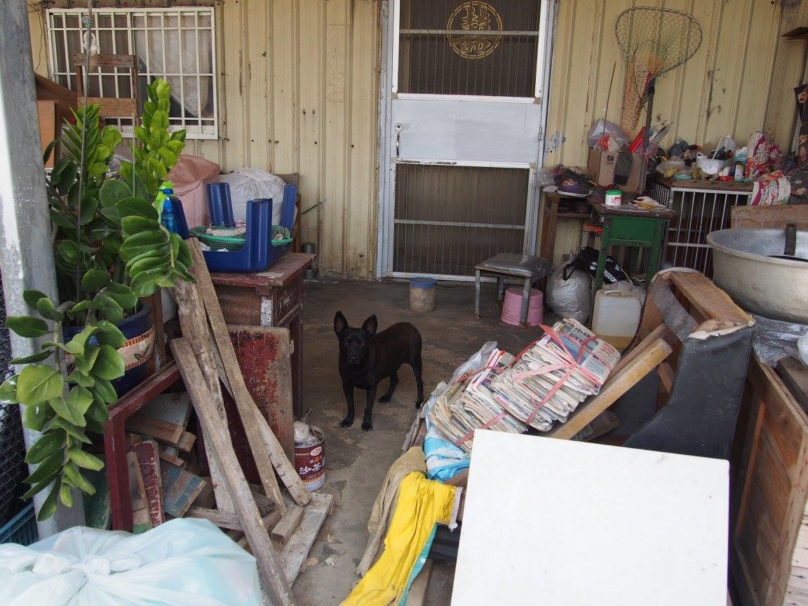 徐愛媽家雖房舍老舊，但看的出來狗兒們受到不錯的照顧。 　取自志工Jerry臉書
