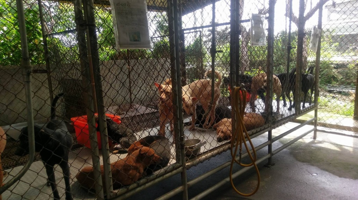 多數民眾不願意公立收容所設置在自家附近。　台灣動物新聞網資料照