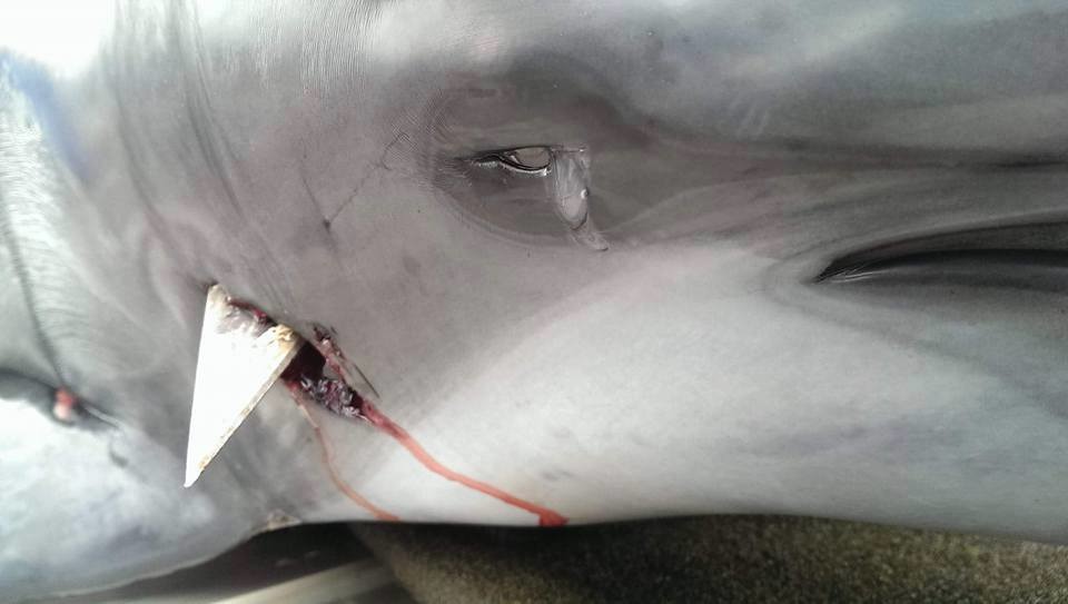 世界海洋日的隔天(6月9日)一早，黑潮海洋文教基金會的解說員在花蓮七星潭外海發現一隻被鏢槍刺穿頭部的飛旋海豚。　取自「黑潮海洋文教基金會」臉書專頁