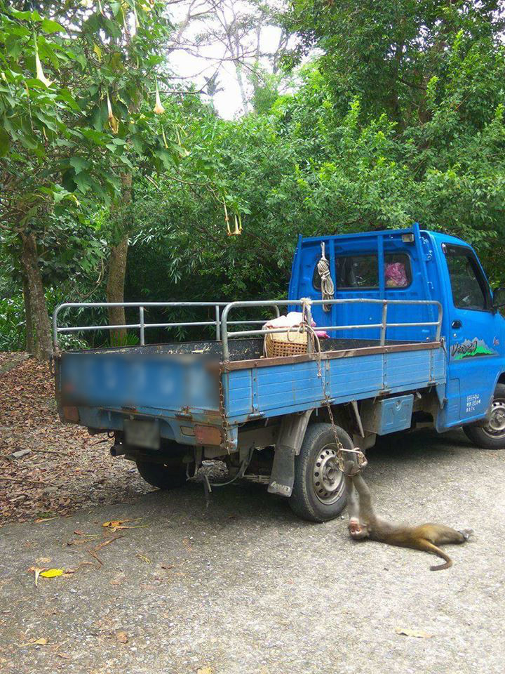 發文者指出，照片拍攝於台東縣卑南鄉利嘉村，拍攝照片的民眾發現時獼猴還活著，並已報警。　翻攝網路