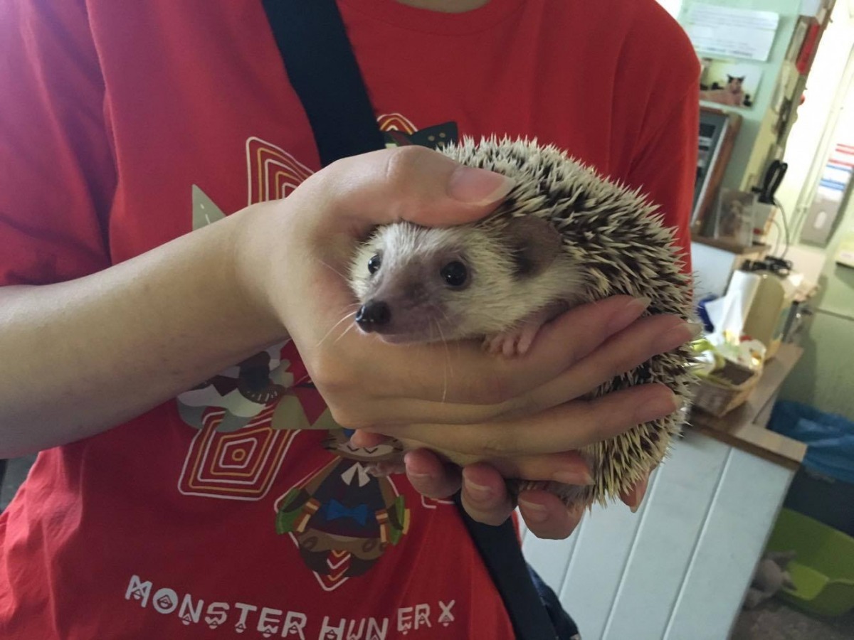 「浪蝟仙」在外流浪被一位狗飼主發現，雖然有刺保護，但還是怕牠被壓扁，狗飼主趕緊將牠救起。　浪浪別哭/提供
