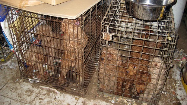 RSPCA Qld稽查員利用搜索令順利進入非法繁殖業者家中，被告在此之前始終處於不配合態度。 取自brisbanetimes