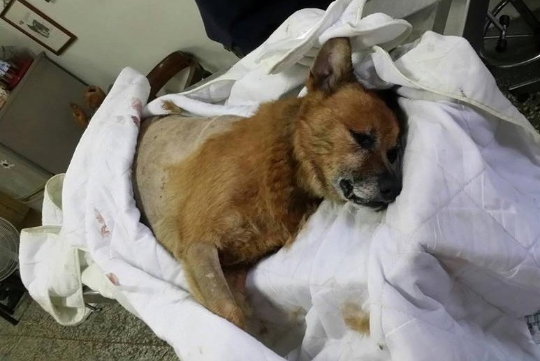 咖啡23日下午被發現全身是血倒臥在地，居民將牠送往動物醫院急救。　網友湯姆/授權提供