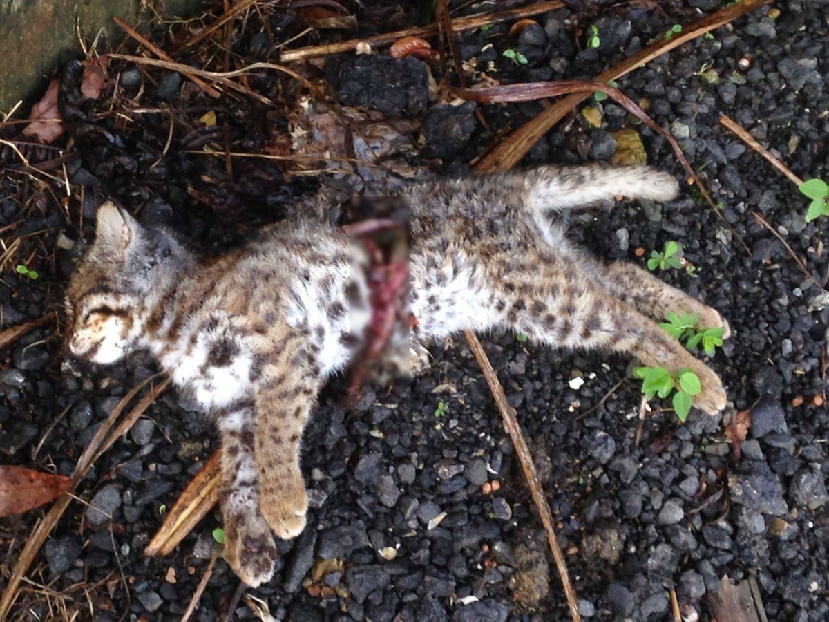 石虎屬一級保育類動物，即使路殺事件頻傳，牠們的生存權仍不被重視。　取自石虎保育大使 阿虎加油