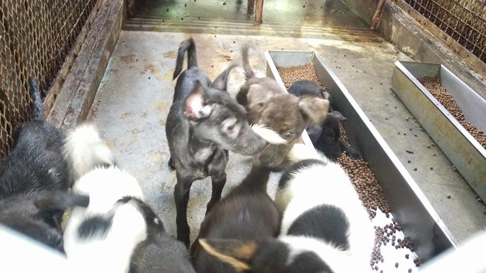 民雄收容所成犬犬舍沒有墊高空間。　取自非官方嘉義縣民雄收容所流浪犬中途之家臉書