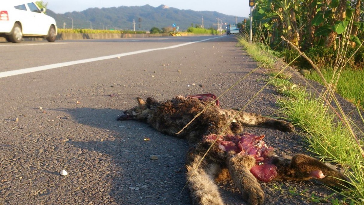 石虎路殺事件頻發，再加上毒殺、中獸鋏、獵人犬殺、非法寵物交易等困境，王小明認為，「在苗栗，石虎保有全屍是一種善終」。　取自貓徑地圖王小明（通報人廖靖婷/提供）