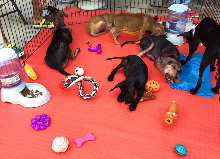 在建國花市外的送養區中，「張媽媽流浪動物之家」幫浪浪們準備了冰磚、飲水和各種玩具，避免燠熱的天氣讓牠們不舒服。　取自張媽媽流浪動物之家