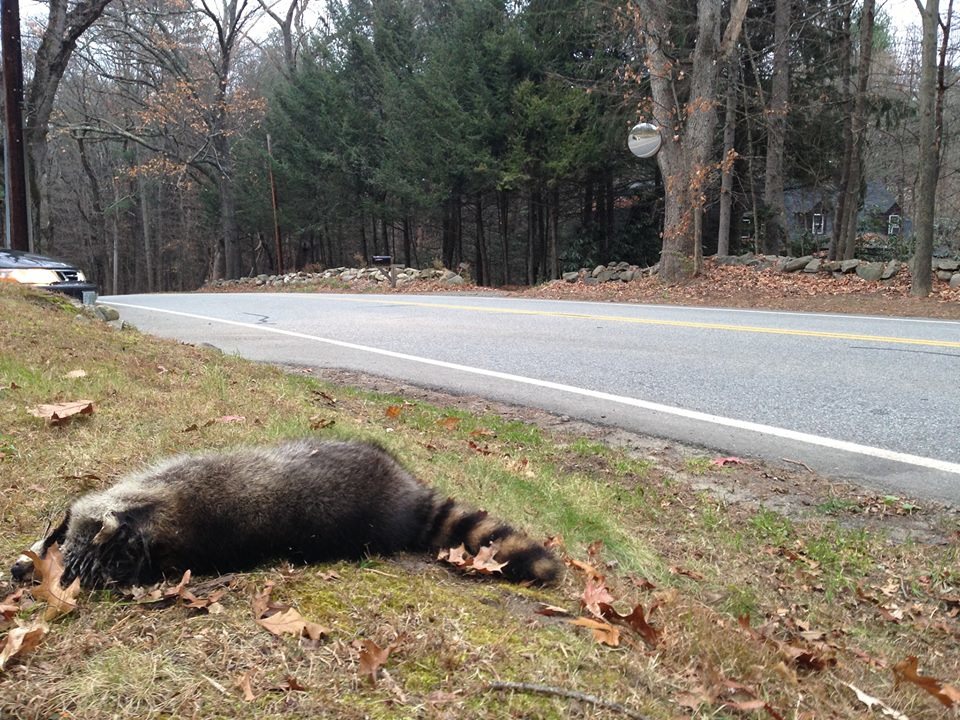在美國，每天有大量的路殺事件發生，一位設計師以此為靈感製作「人道皮草」。　取自Petite Mort臉書