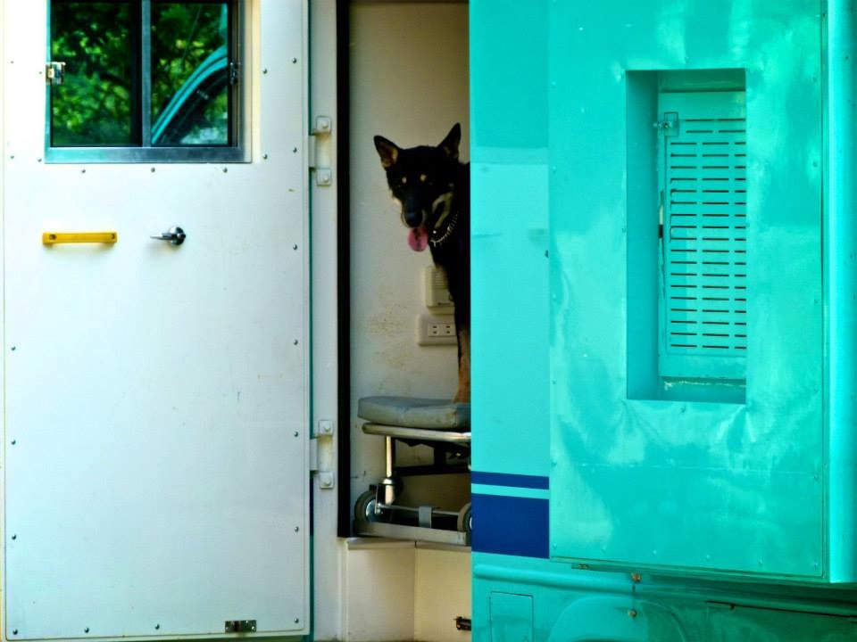 小黑被「R2工作犬長造計畫」選為受訓犬,即將從收容所離開上學去。 取自「我叫小黑現在很好」專頁