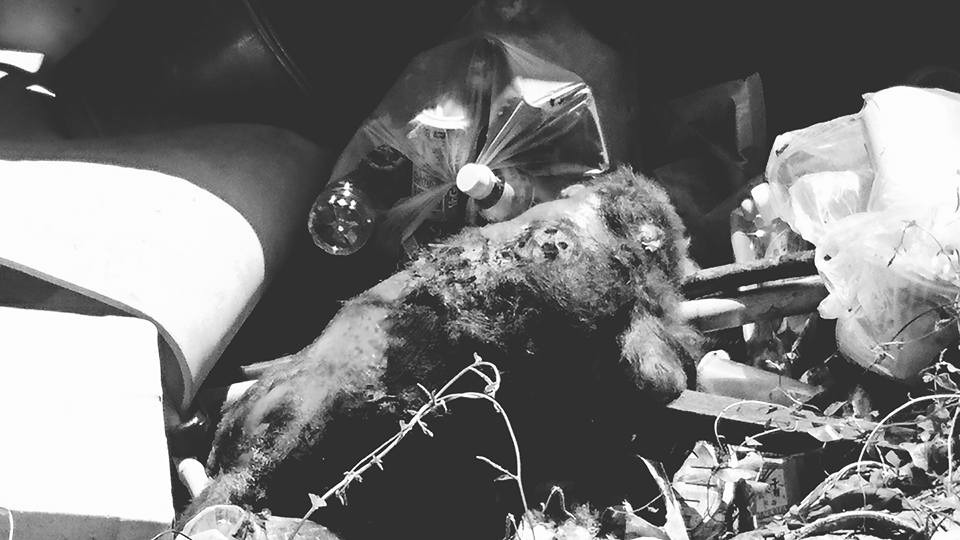 20日發現的死亡獼猴。　林美吟/提供