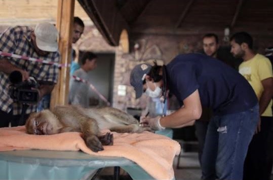 方便救援動物，以色列政府特別開放對加薩走廊的封鎖，允許他們從加薩進入以色列邊境。圖為醫護人員正在替猴子進行檢查。