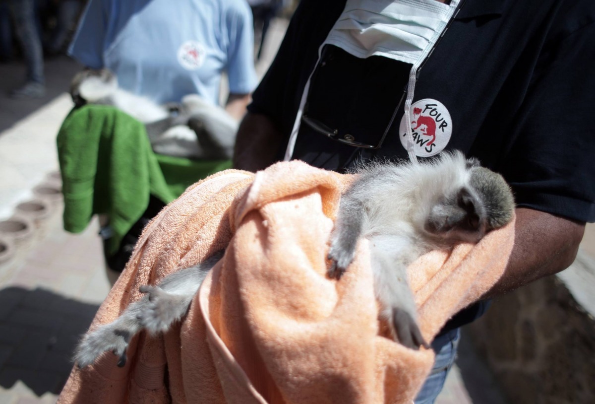 救援組織一共撤離了兩隻烏龜、兩隻老鷹、兩隻豪豬、一隻鵜鶘、一隻鴯鶓、五隻猴子與一隻名叫莉西(Laziz)的老虎。有一隻幼鹿則是上周在準備救援的過程中過世。　取自FOUR PAWS International
