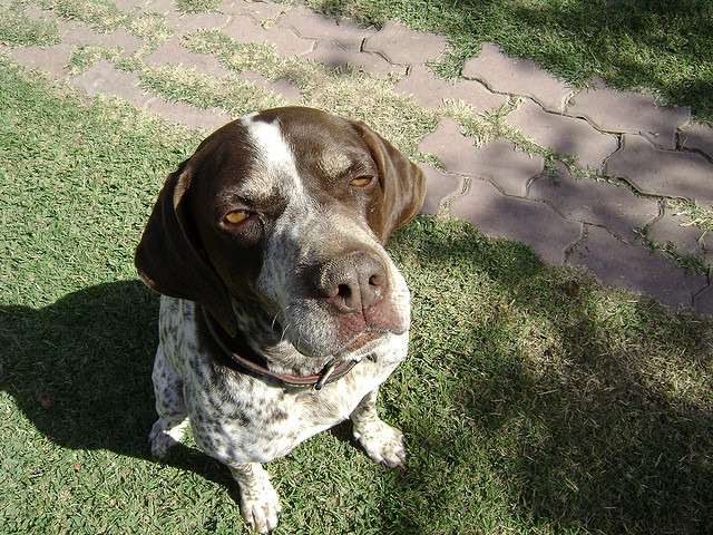 小心,別被狗狗看到你在欺負狗主人。 flickr_Marina Castillo