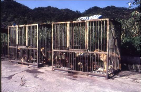 1995年,瑞芳留置所將流浪犬抓來後,關在垃圾場旁任其活活餓死。天氣寒冷加上長期挨餓受凍,最後發生狗吃狗的慘劇。作者提供。