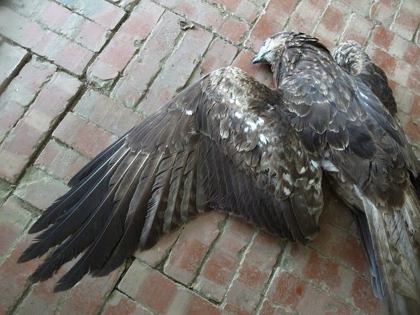 在台南六甲死亡的黑鳶。