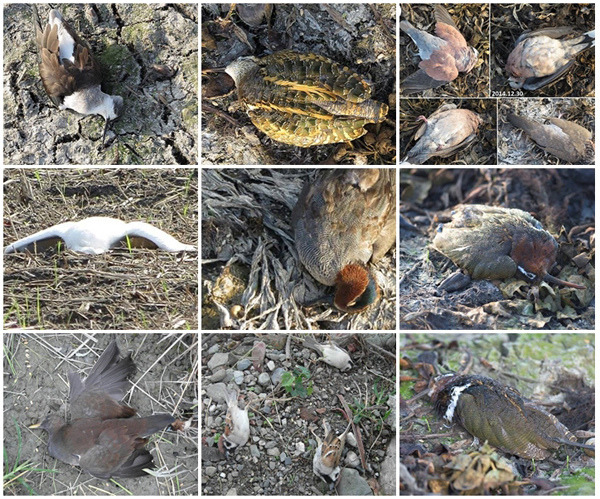 包括彩鷸、高蹺鴴、小白鷺、紅冠水雞、小水鴨、斑鳩、麻雀等眾多鳥類，都成為水田中的亡魂。