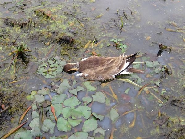 原本應該在菱葉上漫步的水雉，現在卻直接倒趴在水裡。
